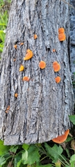Dacrymycetaceae