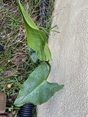 Zantedeschia aethiopica