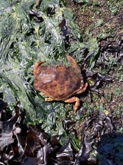 Metacarcinus edwardsii