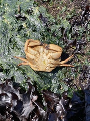 Metacarcinus edwardsii