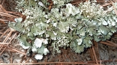 Parmotrema perforatum