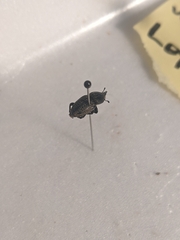 Sphenophorus cicatristriatus