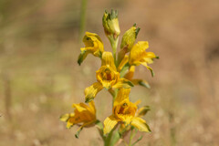 Chloraea gavilu