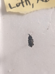 Sphenophorus cicatristriatus