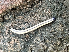 Spirobolellus immigrans