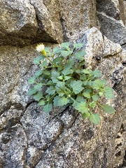 Perityle rupestris albiflora