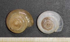 Morlina glabra