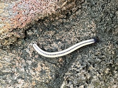 Spirobolellus immigrans