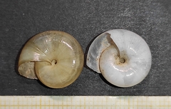 Morlina glabra