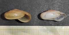 Morlina glabra