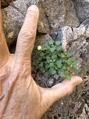 Perityle rupestris albiflora