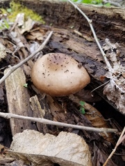 Pluteus hongoi