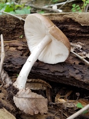 Pluteus hongoi