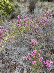 Erica pulchella