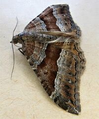 Hydriomena deltoidata