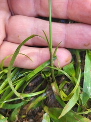 Rhynchospora colorata