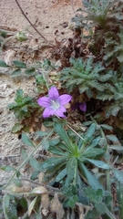 Campanula mollis