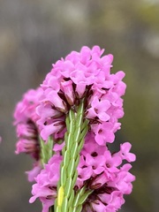 Erica pulchella