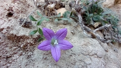 Campanula mollis