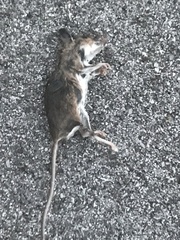 Peromyscus leucopus
