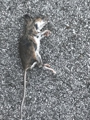 Peromyscus leucopus