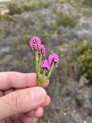 Erica pulchella
