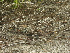 Aspidoscelis angusticeps