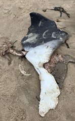 Phocoena phocoena phocoena