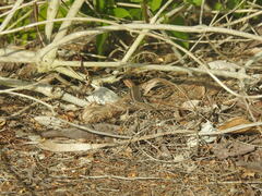 Aspidoscelis angusticeps