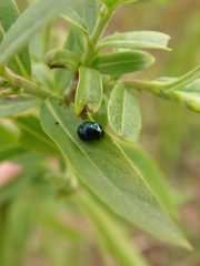Plagiodera versicolora