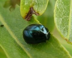 Plagiodera versicolora