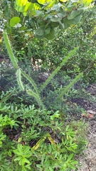 Hylocereeae