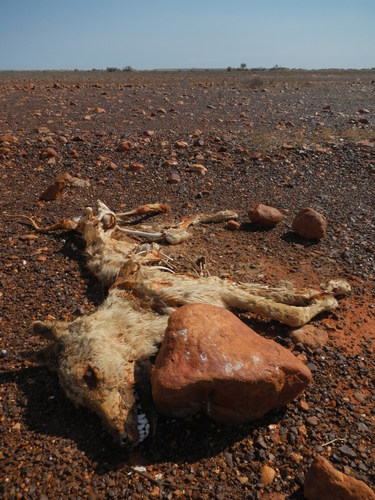 Dingo (Canis familiaris dingo)