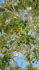 Metopium brownei