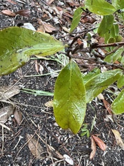Asimina reticulata
