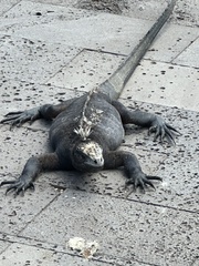 Amblyrhynchus cristatus hassi