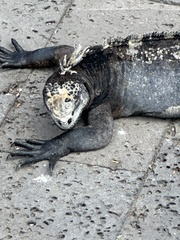 Amblyrhynchus cristatus hassi