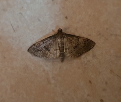 Herpetogramma licarsisalis