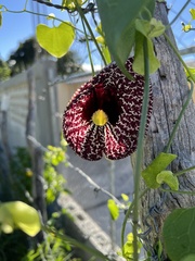 Aristolochia littoralis