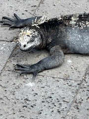 Amblyrhynchus cristatus hassi