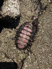 Acanthopleura echinata