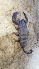 Opisthacanthus capensis