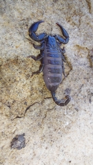 Opisthacanthus capensis