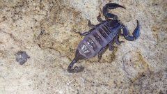 Opisthacanthus capensis
