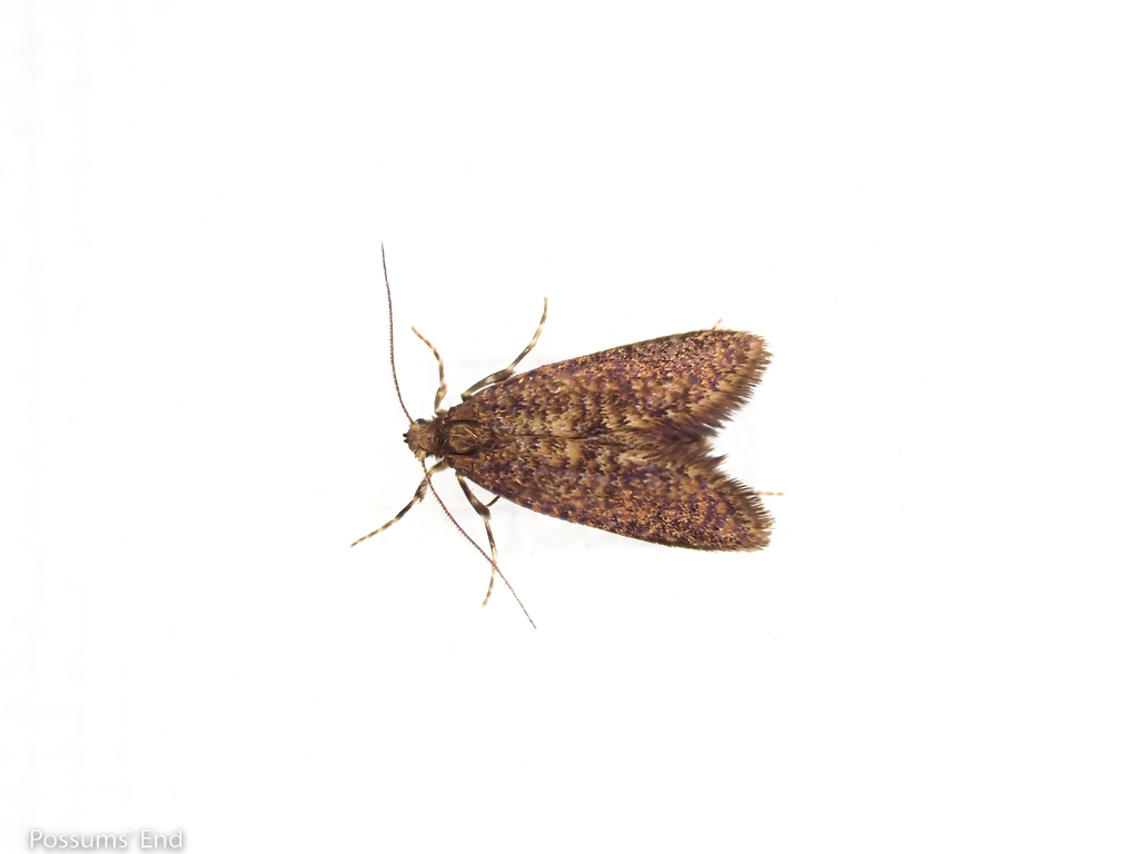 Mallobathra homalopa
