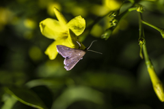 Endotricha pyrosalis