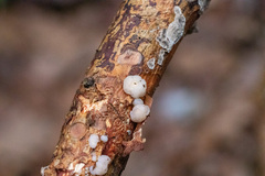 Naematelia encephala