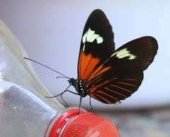 Heliconius xanthocles