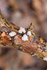 Naematelia encephala