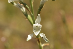 Chloraea multiflora